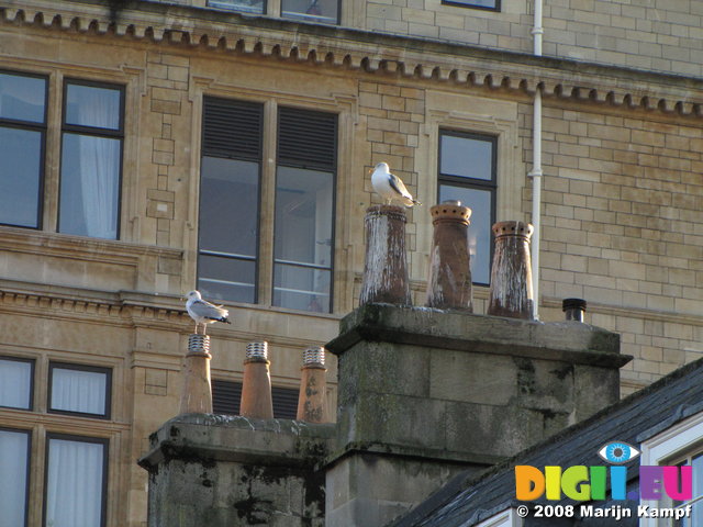 SX01026 Seagulls on chimneys